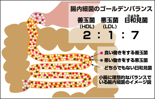 内 細菌 叢 腸